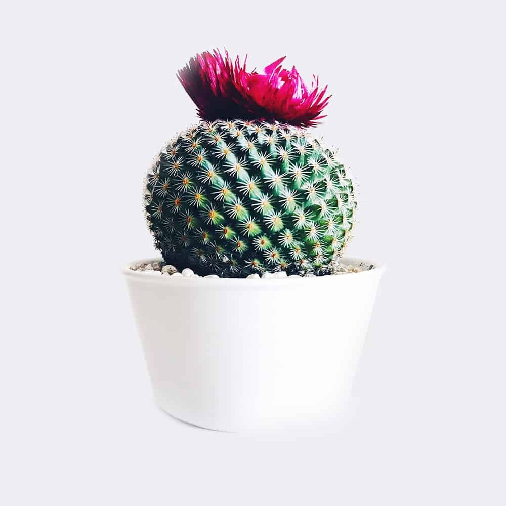 cactus4-free-img